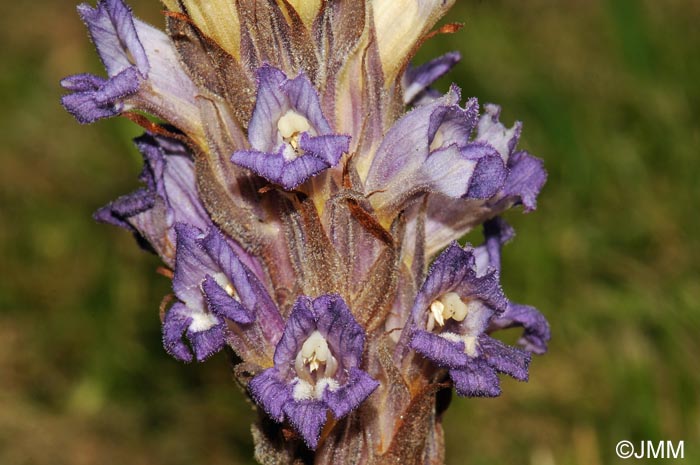 Phelipanche arenaria