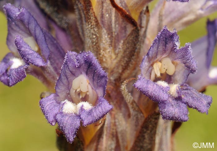 Phelipanche arenaria