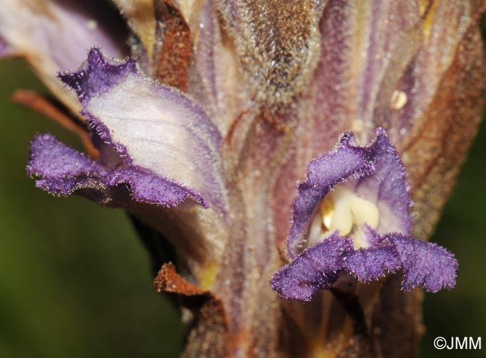 Phelipanche arenaria