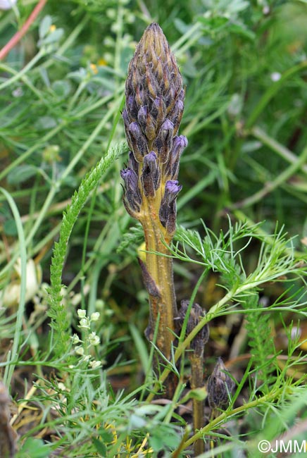 Phelipanche bohemica = Phelipanche purpurea subsp. bohemica