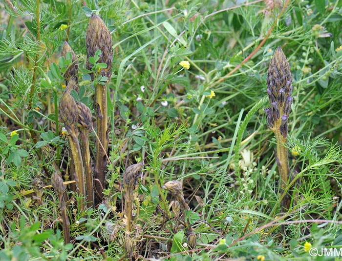 Phelipanche bohemica = Phelipanche purpurea subsp. bohemica