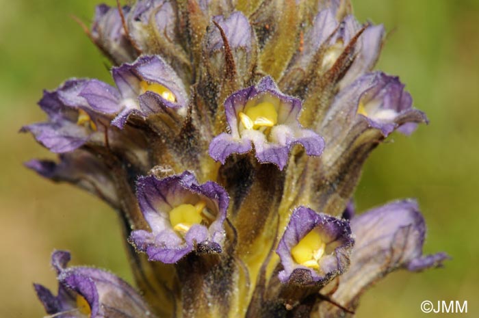 Phelipanche bohemica = Phelipanche purpurea subsp. bohemica