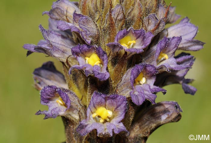 Phelipanche bohemica = Phelipanche purpurea subsp. bohemica