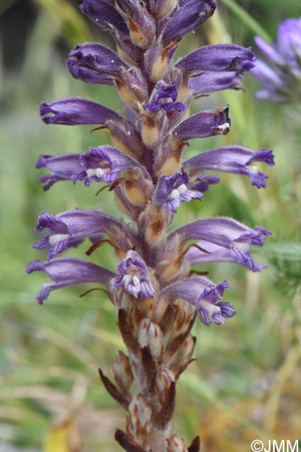 Phelipanche lavandulacea