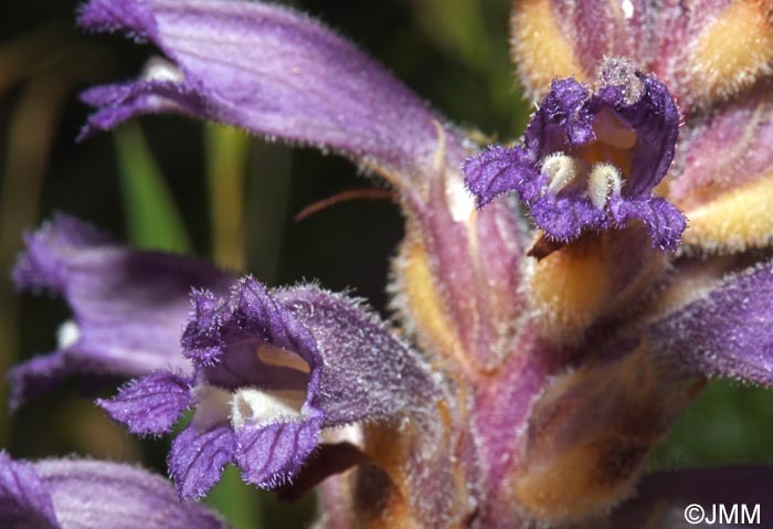 Phelipanche lavandulacea