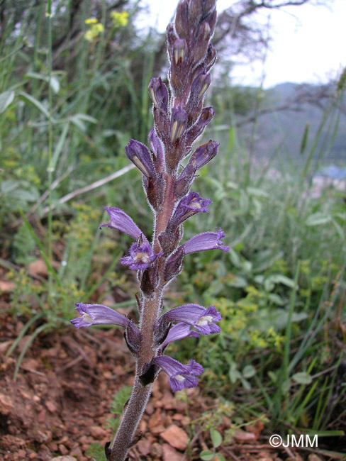 Phelipanche lavandulaceoides