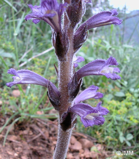 Phelipanche lavandulaceoides