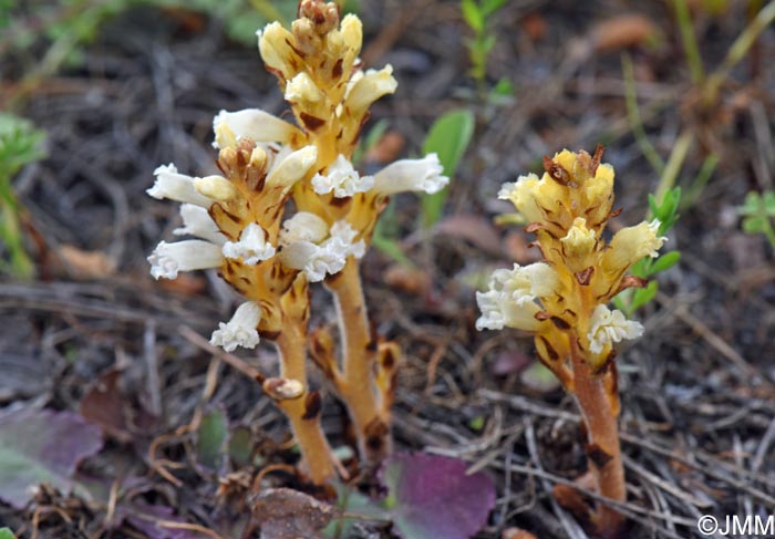 Phelipanche nana