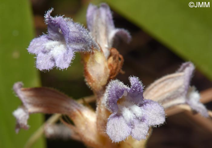 Phelipanche nana