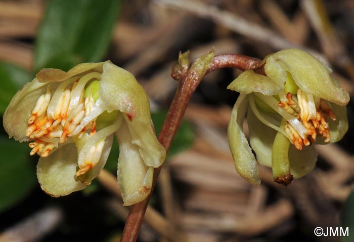 Pyrola chlorantha