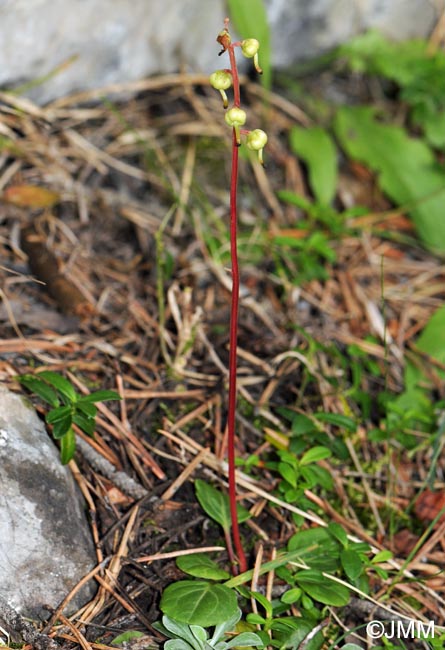 Pyrola chlorantha