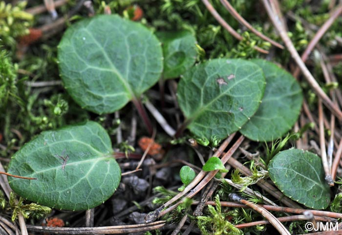 Pyrola chlorantha