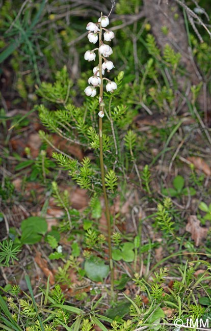 Pyrola media