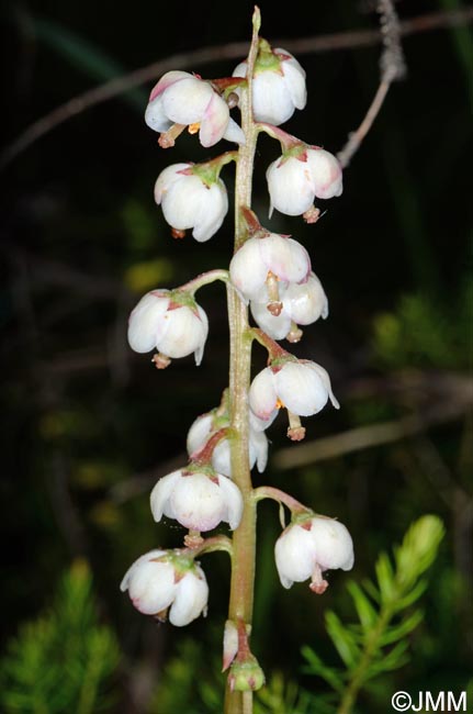 Pyrola media