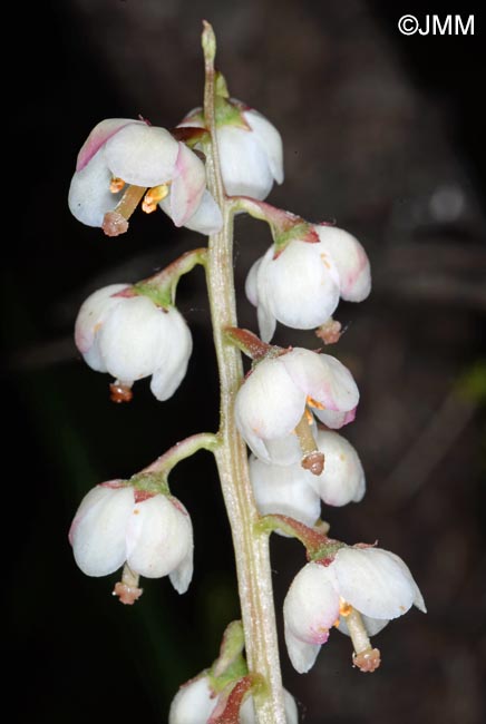 Pyrola media