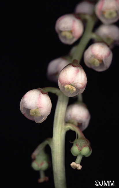 Pyrola minor