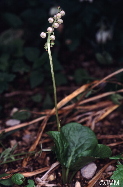 Pyrola minor