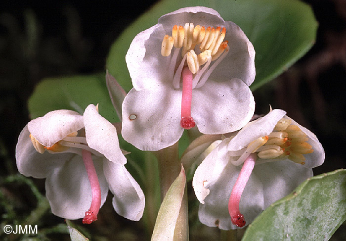 Pyrola rotundifolia