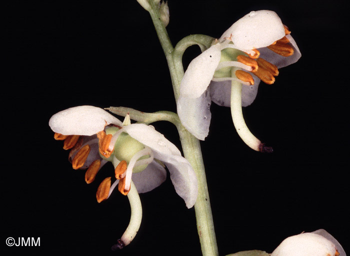 Pyrola rotundifolia