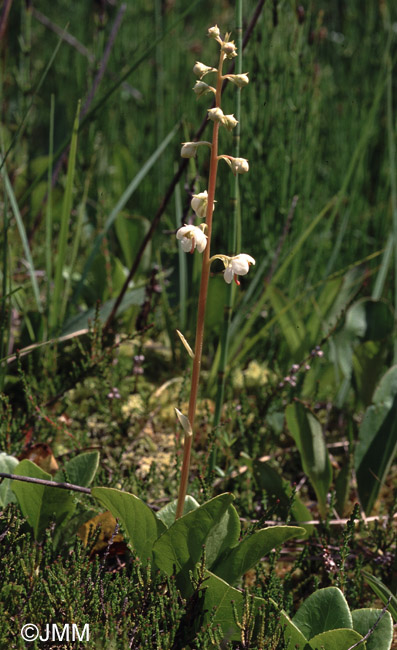 Pyrola rotundifolia