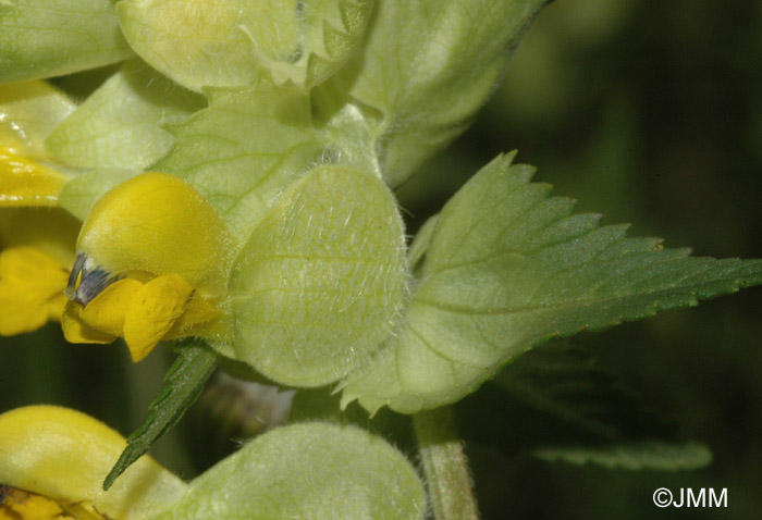 Rhinanthus alectorolophus