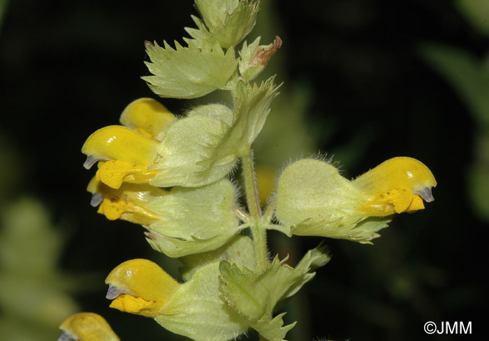 Rhinanthus alectorolophus