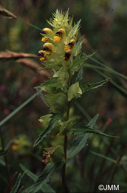 Rhinanthus glacialis