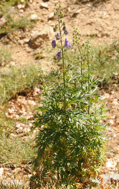 Aconitum corsicum