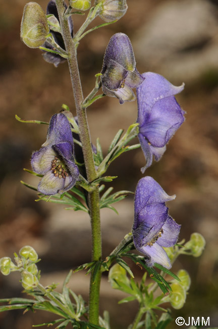 Aconitum corsicum