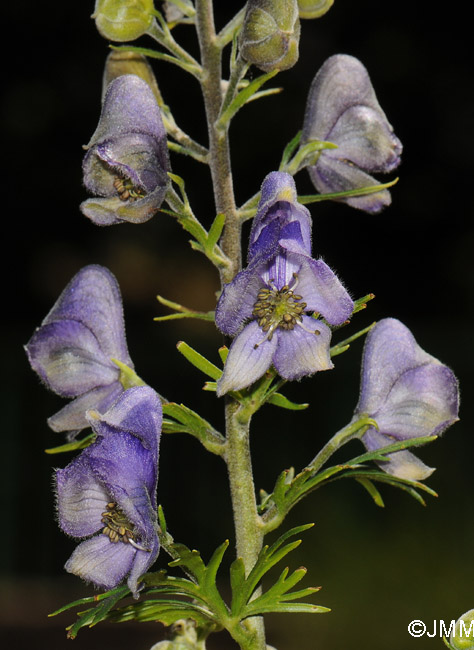 Aconitum corsicum