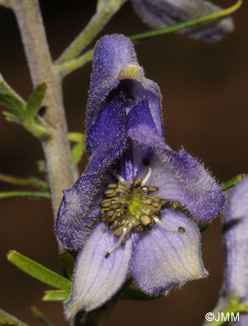 Aconitum corsicum