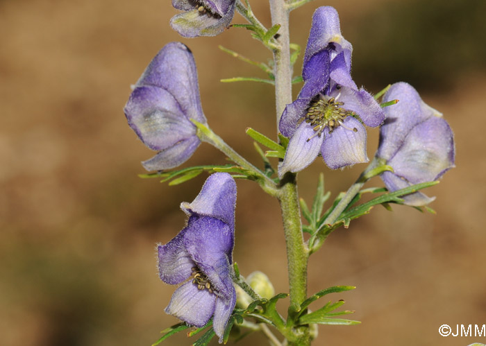 Aconitum corsicum