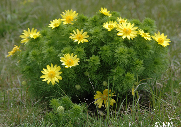 Adonis vernalis