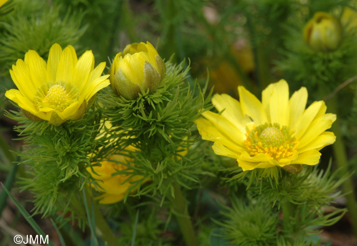 Adonis vernalis