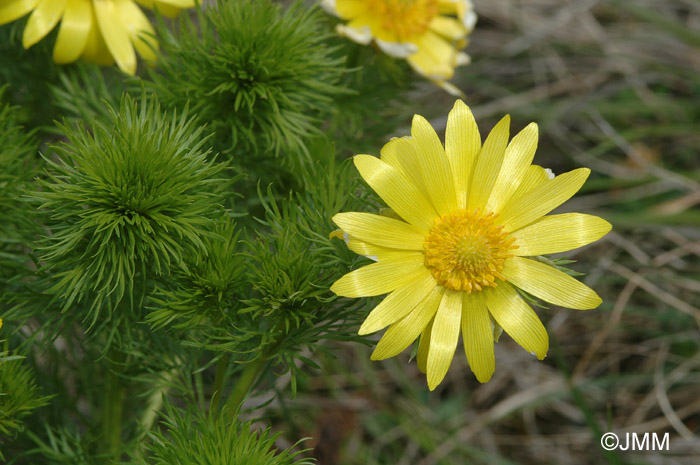 Adonis vernalis