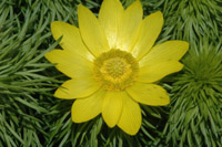 Adonis vernalis