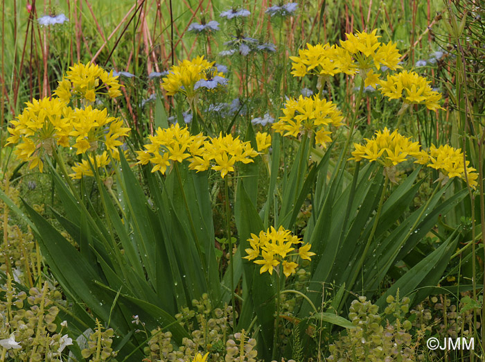 Allium moly