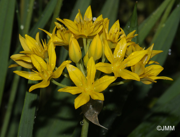 Allium moly