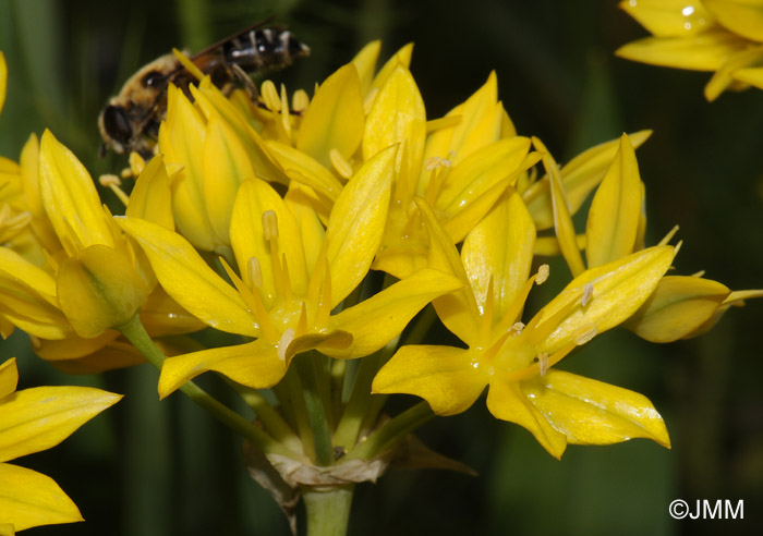 Allium moly