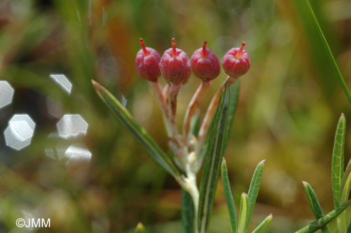 Andromeda polifolia