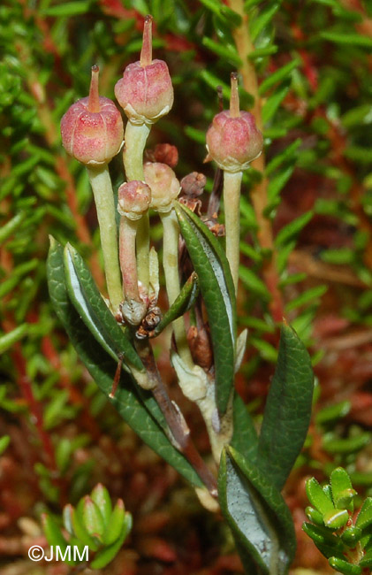 Andromeda polifolia