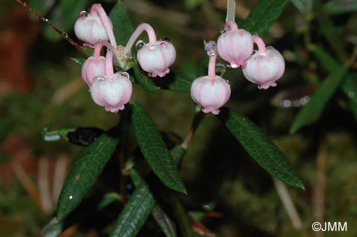 Andromeda polifolia