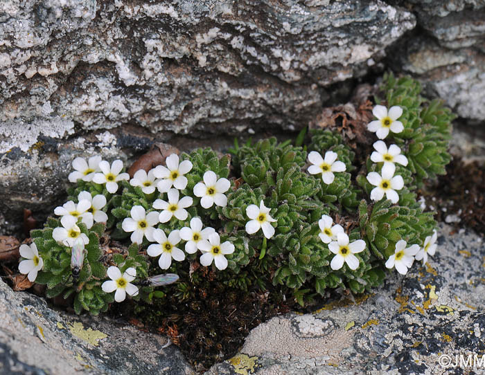 Androsace pubescens