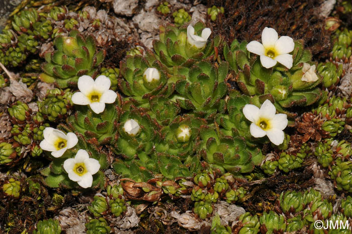 Androsace pubescens