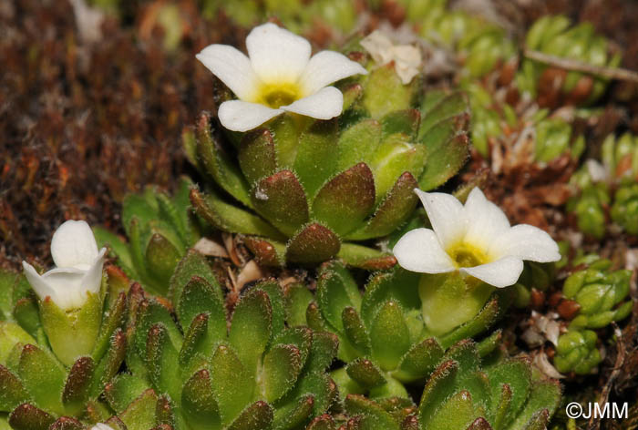 Androsace pubescens