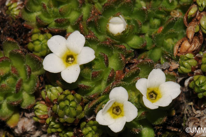 Androsace pubescens