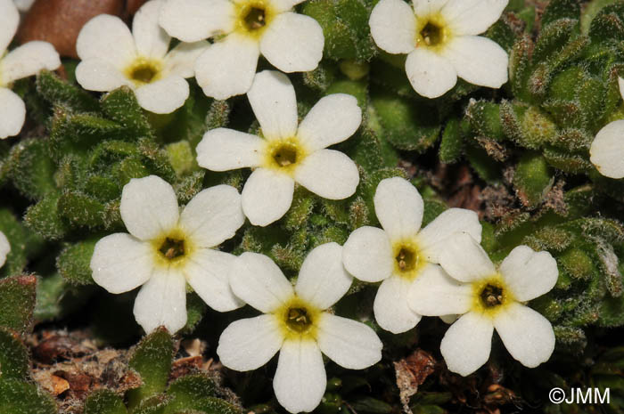 Androsace pubescens