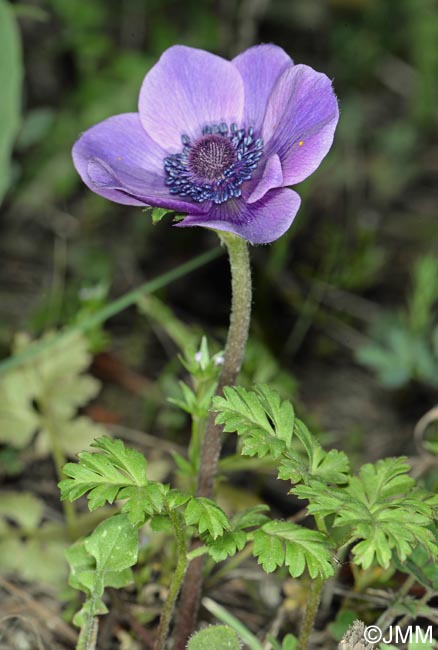 Anemone coronaria