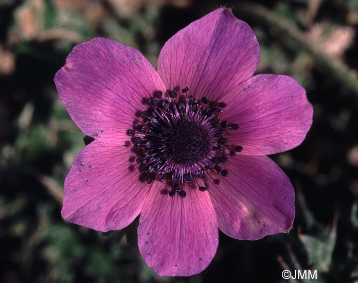 Anemone coronaria