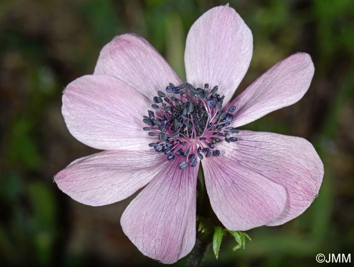 Anemone coronaria